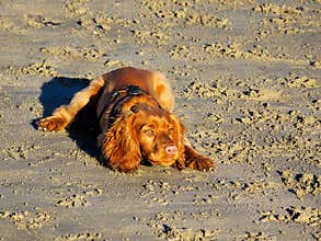 English Golden Cocker Spaniel