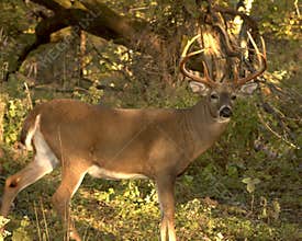 Whitetail Buck