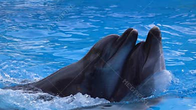 Dolphin couples swimming in blue water . Slow motion