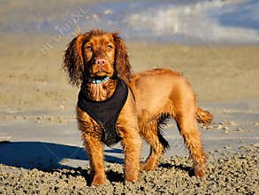 English Golden Cocker Spaniel