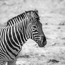 Plains zebra in Kruger National park, South Africa