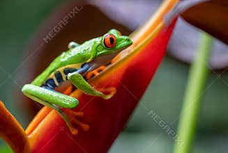 Red-eyed Tree frog