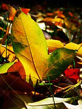 Autumn fall leaves -Maple