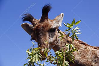 Young giraffe feeding on leaves