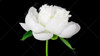 Timelapse of white peony flower blooming on black background