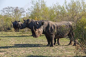 Herd of white rhino in the African bush