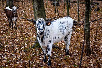 Black and White Cows, Fall, Autumn