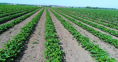 Big plantation of strawberries, Strawberry field, Large well-kept strawberry field