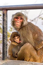 Monkey mother breast-feeding her child