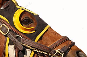 Face of Race Horse with Copy Space