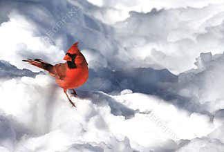 Cardinal in the Snow