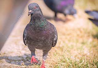 Pigeon colored on the grass