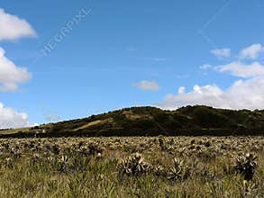 High mountain neotropical biome and paramo ecosystem. Endemic biodiversity.