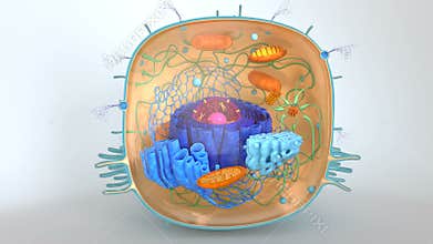 Human Cell Inner Structure