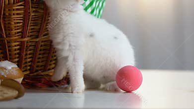 Funny Easter rabbit eating icing on cupcake sitting near basket with eggs, fun