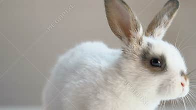 Cute fluffy rabbit sitting on table, animal rights protection campaign, humanity