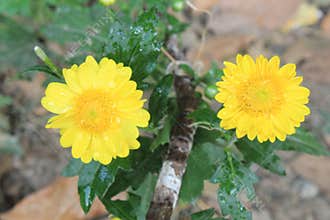 Macro of beautiful yellow flower for love season or Valentine`s Day background,dew drops or water drops on flower