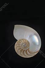 Nautilus Shell