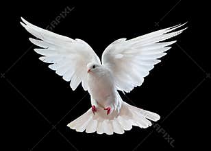 White dove in flight