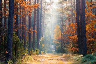 Fall forest. Autumn forest with sunlight.