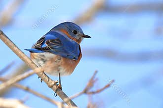 Eastern Bluebird