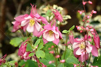 Pink Columbine