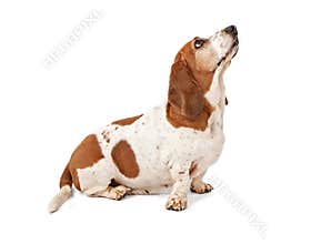 Basset Hound looking up - Extracted