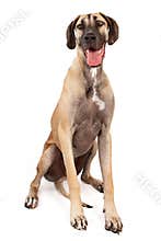 Great Dane Dog