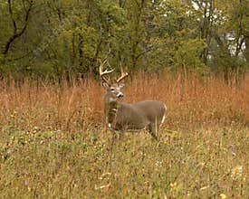 Whitetail Buck