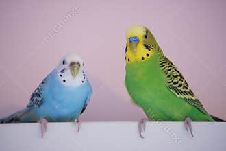 Mr. and Mrs. Budgie in love.