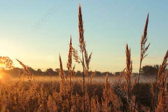 Big Bluestem prairie grass