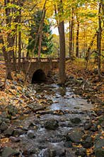 Babbling brook in golden woods