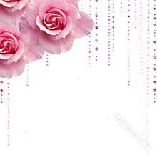 Pink roses