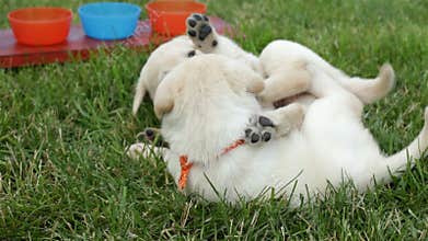 Cute chubby labrador puppy dogs wrestling in the grass