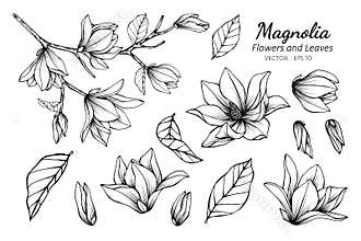 Collection set of magnolia flower and leaves drawing illustration
