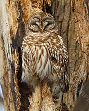 Barred Owl Perched