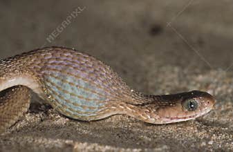 Egg eating snake swallowing an egg