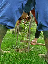 Woman in muddy boots digging a small magnolia tree
