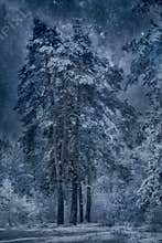 Winter snowy landscape at sunny day