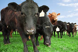 Cows on farm