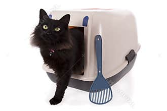 Cat using a closed litter box