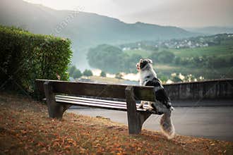 The dog sits on a bench and looks at the dawn. Marble australian shepherd in nature. Walk
