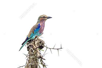Lilac breasted roller in Kruger National park, South Africa