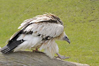 Himalayan Griffon