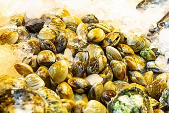 Set of venus shell Meretrix lyrata crushed ice freshness preservation marine delicacies fish asia tray background