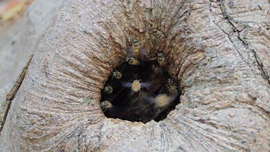Bee flying into hive.