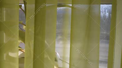 I look out the window through the curtain