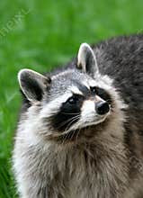 coon