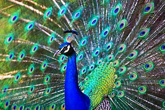 Peacock