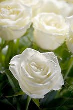 White roses
